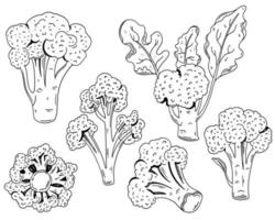 Broccoli hand drawn vector illustrations. Vegetable engraved style objects. Isolated Broccoli set. Detailed vegetarian food drawing. Farm market product