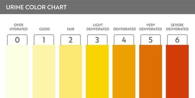 Urine color chart. Pee hydration and dehydration test strip. Vector design for medical education poster.