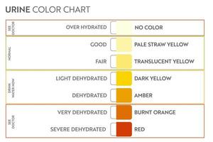 Urine color chart. Pee hydration and dehydration test strip. Vector design for medical education poster.