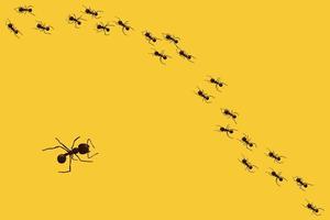 Black ant trail. Working insect curve group silhouettes isolated. Vector illustration.