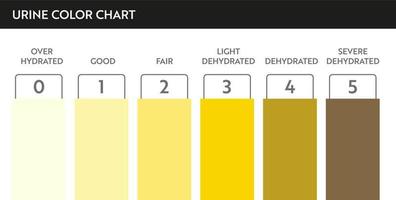 Urine color chart. Pee hydration and dehydration test strip. Vector design for medical education poster.