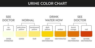 Urine color chart. Pee hydration and dehydration test strip. Vector design for medical education poster.