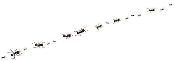 Black ant trail. Working insect curve group silhouettes isolated. Vector illustration.