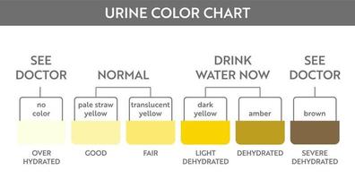 Urine color chart. Pee hydration and dehydration test strip. Vector design for medical education poster.