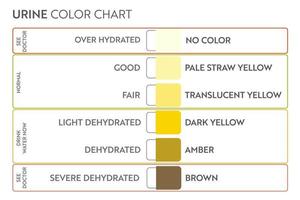 Urine color chart. Pee hydration and dehydration test strip. Vector design for medical education poster.