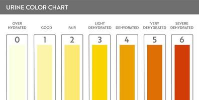 Urine color chart. Pee hydration and dehydration test strip. Vector design for medical education poster.