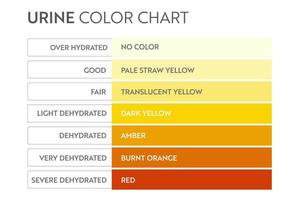 Urine color chart. Pee hydration and dehydration test strip. Vector design for medical education poster.