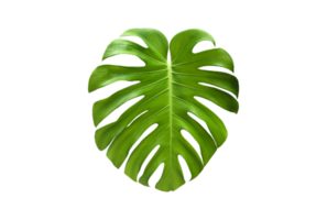 Isolated monstera deliciosa leaf with clipping paths. png