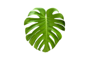 geïsoleerd monstera deliciosa blad met knipsel paden. png