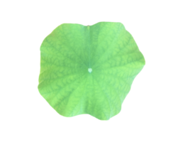 Isolated waterlily or lotus plants with clipping paths. png