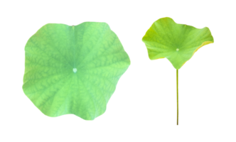 geïsoleerde waterlelie of lotus planten met uitknippaden. png