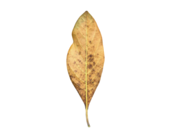 Isolated back surface of green jackfruit leaf with clipping paths. png