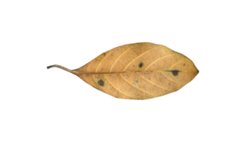 Isolated back surface of green jackfruit leaf with clipping paths. png