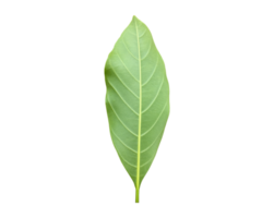 Isolated back surface of green jackfruit leaf with clipping paths. png
