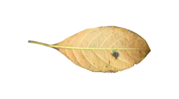 Isolated back surface of green jackfruit leaf with clipping paths. png