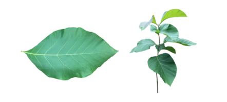 Isolated teak leaf or tectona grandis leaf with clipping paths. png