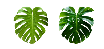 Isolated monstera deliciosa leaf with clipping paths. png