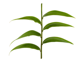 grön blad av en lilja png