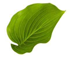 grünes Blatt der Hosta-Blume auch Funkia-Familie png