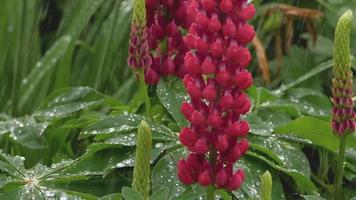 Closeup of fresh vivid green lupine leaves and pink buds under rain video