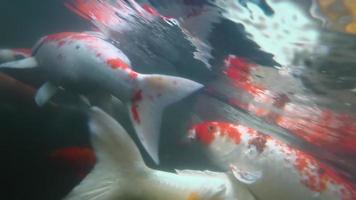 koi na lagoa de peixes debaixo d'água. carpa koi nishikigoi, são formas coloridas de carpa amur video
