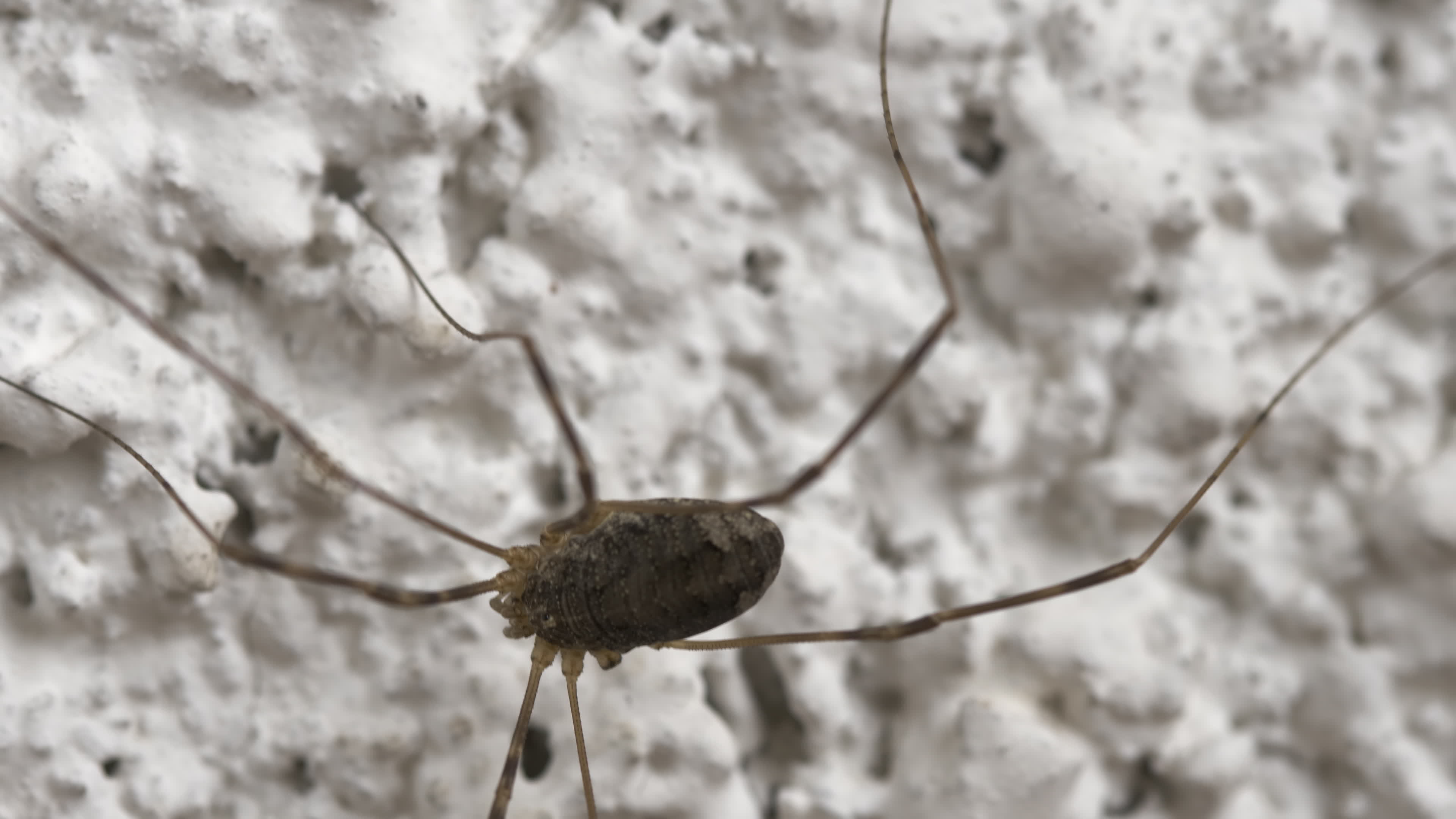 Daddy Longlegs: Order Opiliones