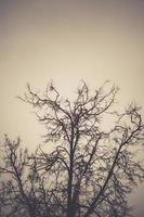 Leafless branches of park winter trees retro photo