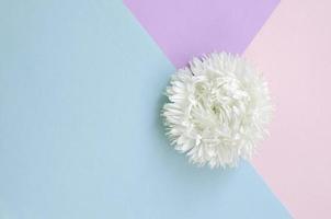 White Chrysanthemum flower on pastel blue pink and lilac background top view photo