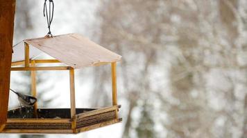 Vögel fressen Samen aus der Futterstelle. frostiger Wintertag video