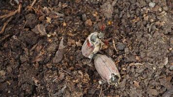 hanneton, maybug ou doodlebug. coléoptère du printemps dans le jardin video