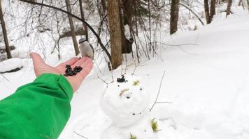 Birds peck seeds from human hands. Feeding birds in the winter season video