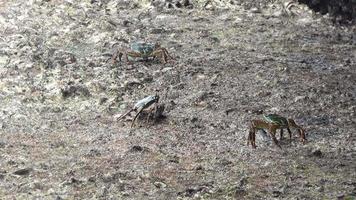 images en super gros plan de plusieurs crabes marchant sur un rocher sur le rivage. animaux nautiques colorés se nourrissant à marée basse video