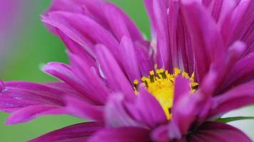 Beautiful pink Cosmeya Flower, close up. Terry flower Kosmeya. Concept summer, nature video