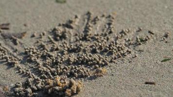 vicino su di fantasma Granchio fa palle di sabbia mentre mangiare. soldato Granchio o mictyris è piccolo Granchi mangiare humus e piccolo animali trovato a il spiaggia come cibo. video