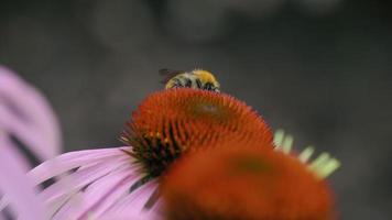 Macro shot of a bumblebee on an echinacea flower, collecting nectar on a sunny day in summer video