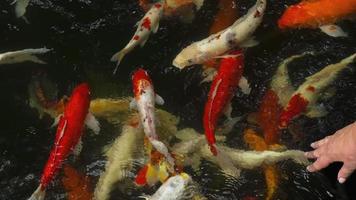 koi no tanque de peixes. koi carpa nishikigoi, são formas coloridas de carpa amur video