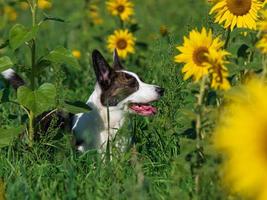 Corgi dog playing in a field of yellow sunflowers photo