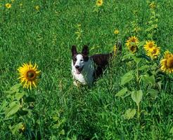 Corgi dog playing in a field of yellow sunflowers photo