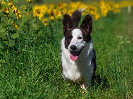 Corgi dog playing in a field of yellow sunflowers photo