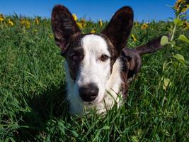 perro corgi jugando en un campo de girasoles amarillos foto