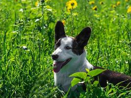 Corgi dog playing in a field of yellow sunflowers photo