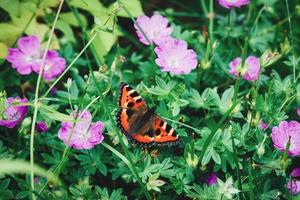 mariposa de carey en la planta de jardín floreciente en verano aglais urticae, nymphalis urticae foto