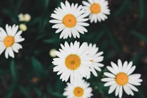 Oxeye daisy, Leucanthemum vulgare white yellow flowers in summer, dark and moody photo