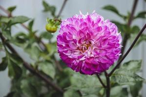 Pink dahlia flower in the autumn garden closeup photo