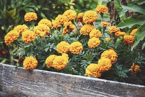 Marigolds flowering border in the flower garden photo