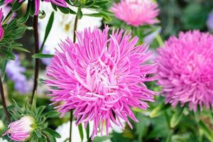 China Aster, Callistephus chinensis pink and white flowers in the garden photo