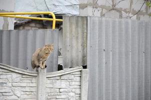 Fluffy ginger stripped tabby cat sitting on old fence at residental house photo