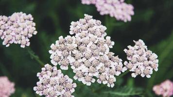 Yarrow pink white flowers Achillea blooming plants in field photo