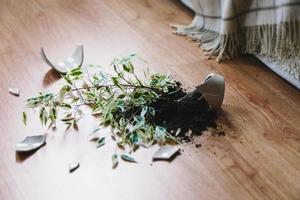 Broken flower pot, damaged houseplant and dirt on the laminate floor in bedroom photo