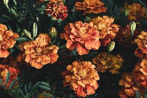African marigold flowers in the garden, Tagetes growing closeup photo